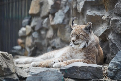 Новосибирский зоопарк продлил часы работы в выходные дни