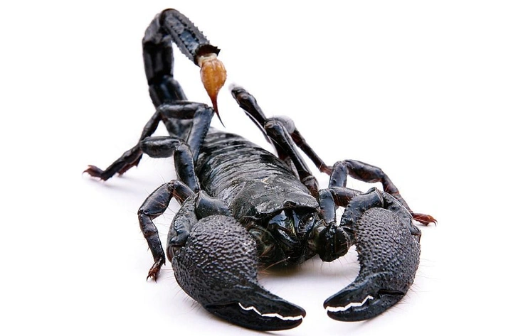 К чему снится скорпион | Источник: Getty