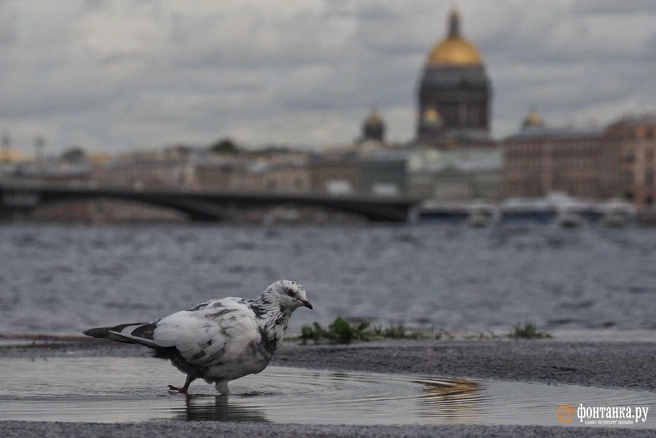 Готовим галоши. В Петербурге и Ленобласти в ноябре обещают избыток осадков | Источник: Михаил Огнев / «Фонтанка.ру»