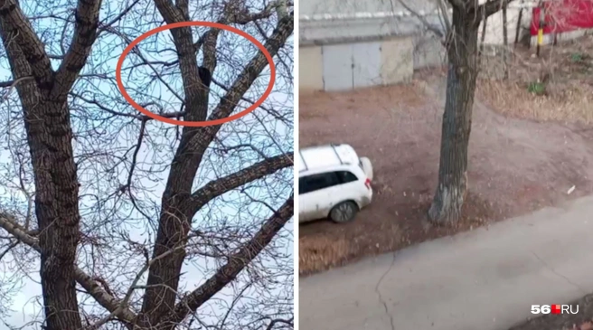 В Оренбурге третий день никому нет дела до кота, забравшегося на дерево | Источник: Читатели 56.RU