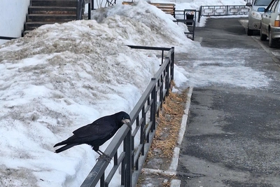 В Кургане ожидается аномальное тепло и перепады температур