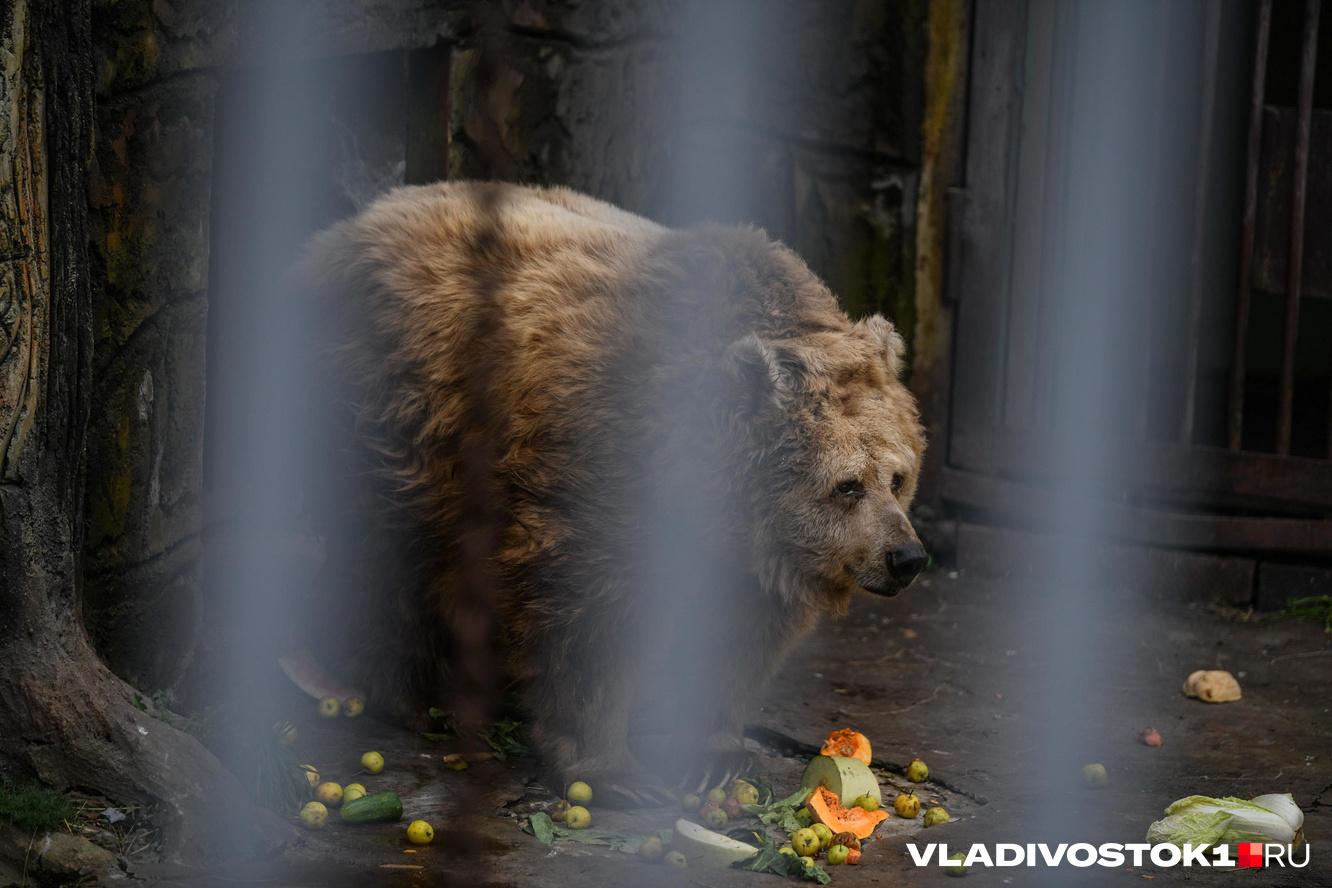 Медведь с канистрой на голове, которого искали в Приморье, снова объявился  - 12 сентября 2023 - ВЛАДИВОСТОК1.ру