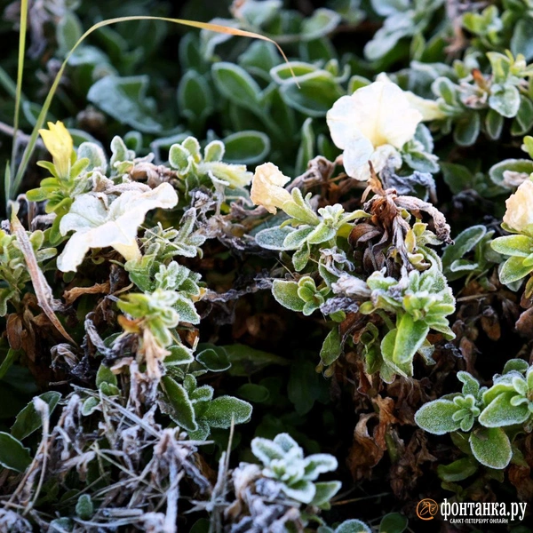 Источник: Валентин Егоршин / «Фонтанка.ру»