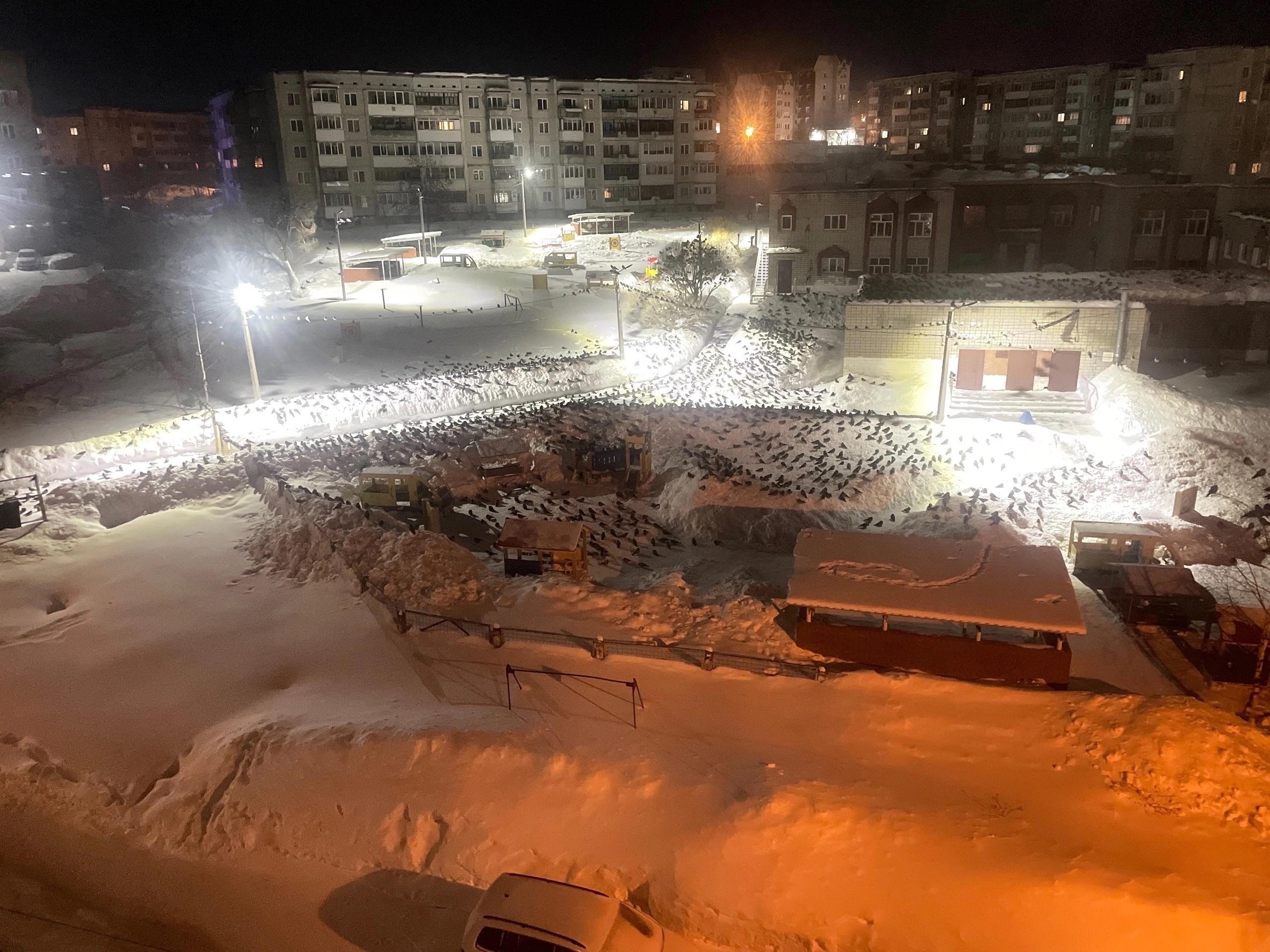 Почему вороны собираются в стаи зимой, когда, почему в Березниках в  Пермском крае сбились в огромную стаю - 19 февраля 2024 - 59.ру