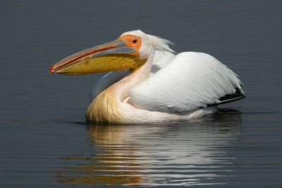 Pelicans: Birds with Huge Beaks and Grace in Flight