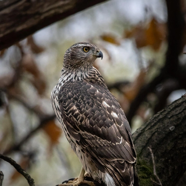 Источник: Антон Кубышкин / «Птицы СПб и России»