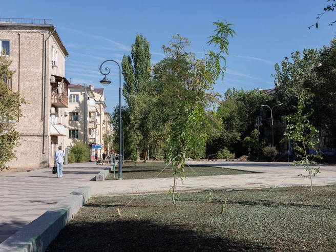 Молодым саженцам сейчас особенно нужна поддержка | Источник: Алексей Волхонский / V1.RU