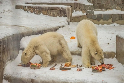 Медведицы Белка и Стрелка отпраздновали трёхлетие