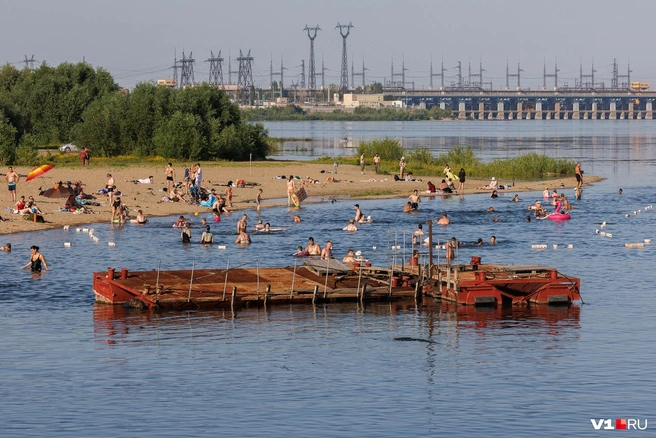 Ихтиологи не видят в обилии водорослей ничего необычного | Источник: Алексей Волхонский / V1.RU