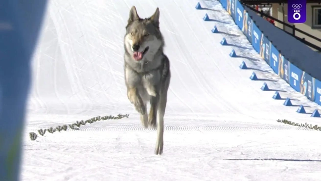 Новый герой Олимпиады-2026: собака выбежала на трассу и финишировала вместе с лыжницами | Источник: Скриншот из трансляции Okko