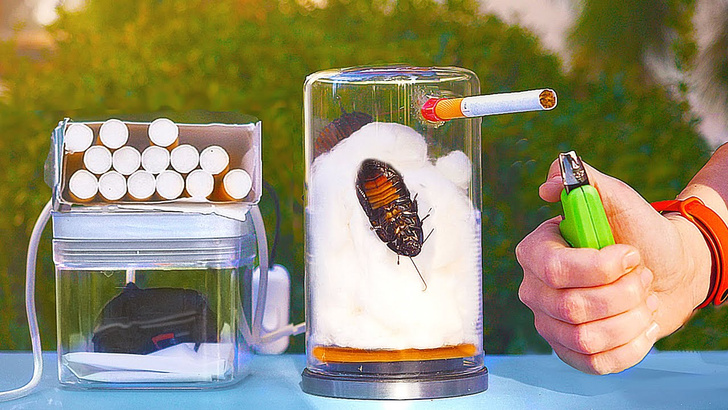 Что будет, если таракан выкурит 20 сигарет? Эксперимент совсем не с тем финалом, что ты ожидал (видео)