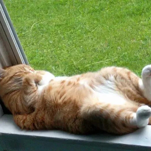 Очень смешные и милые коты, которые показывают живот (25 фото) | Источник: соцсети