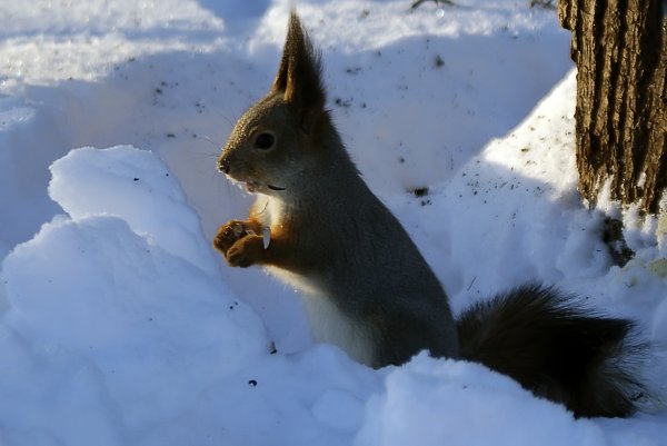 По миру снежной теплоты