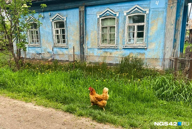 Источник: Елизавета Богатырева / NGS42.RU