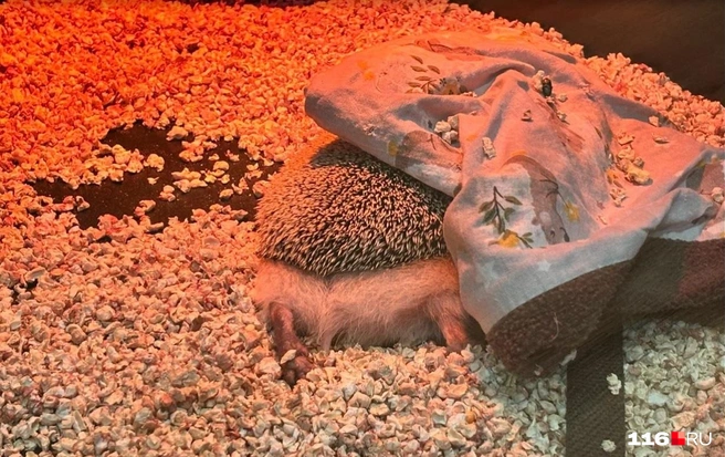 Декоративные ежи не должны впадать в спячку зимой | Источник: Регина Алтынбаева/ 116 RU