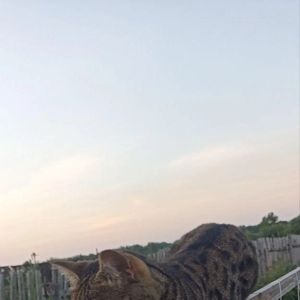 Как же мощные его лапищи и остры его когтищи! | Источник: читатель 63.RU