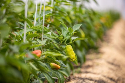 Самые сладкие сорта перца и сроки посадки рассады