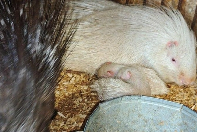 Подросшие детеныши дикобраза в барнаульском зоопарке