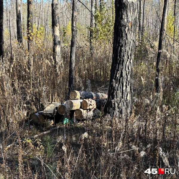 Источник: Кирилл Митин