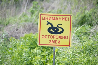 В машину туристов на Байкале залезла змея