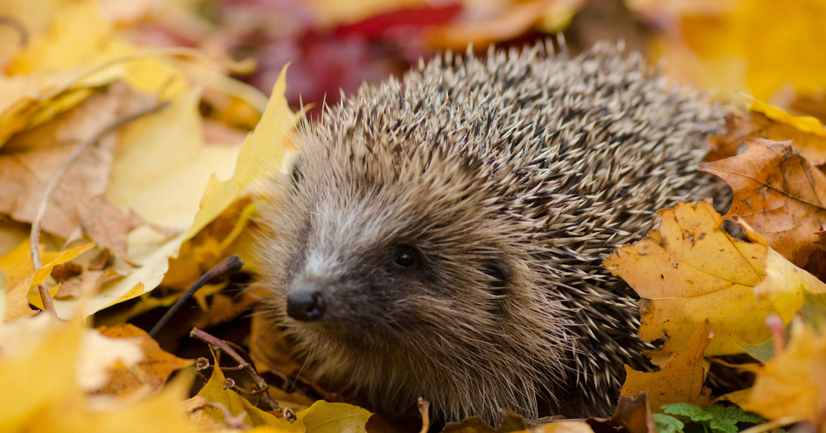 Как ежики снимают с себя наколотые на колючки яблоки, грибы и ягоды ...