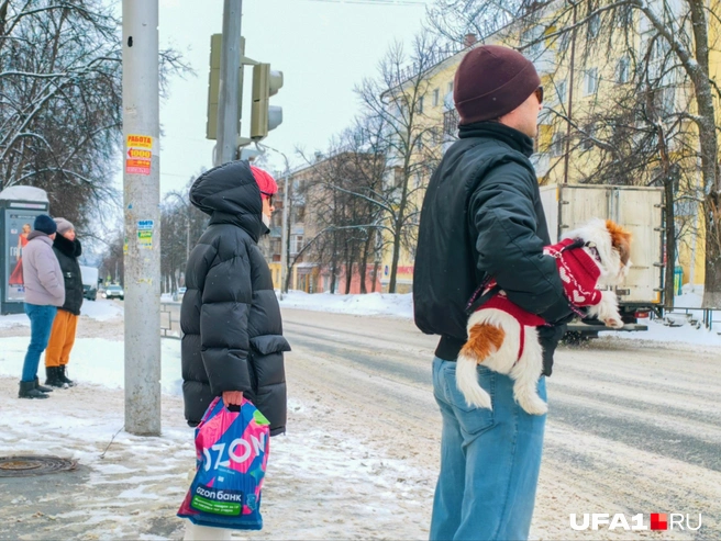 День кошек вроде бы сегодня | Источник: Булат Салихов / UFA1.RU