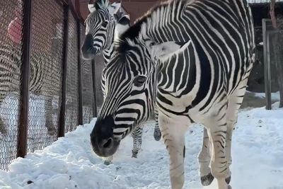 Chelyabinsk Zoo Marks International Zebra Day