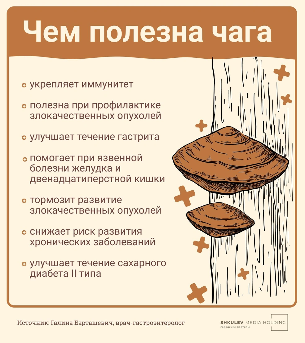 Польза и вред грибов для организма: каким отдать предпочтение - 23 августа  2023 - ЧИТА.ру