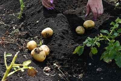 Лучшие сорта картофеля для урожая и вкуса