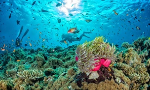 Полюбуйтесь на обитателей Мальдив, которые выглядят как пришельцы: вы встретите их прямо у берега