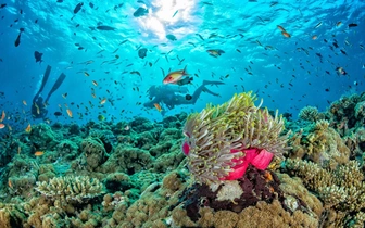 Полюбуйтесь на обитателей Мальдив, которые выглядят как пришельцы: вы встретите их прямо у берега