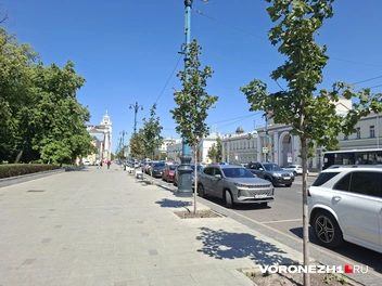 Скрыться от жары в тени деревьев вряд ли выйдет | Источник: Алёна Воропаева / Voronezh1.ru