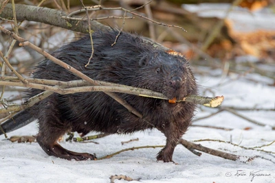 Нужно ли спасать бобра Яшку на Черной речке?