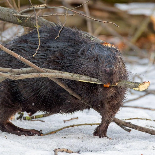 Источник: Антон Кубышкин / «Грибы и Грибники СПб»