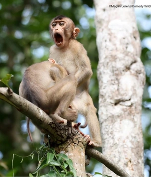 12 с половиной самых смешных фото обезьян за всю историю комичного конкурса Comedy Wildlife Photography Awards