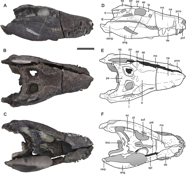 Череп и челюсть Kostensuchus atrox. Фотографии (A) в правом боковом, (B) в дорсальном и (C) в вентральном ракурсах. Интерпретирующие рисунки (D) в правом боковом, (E) в дорсальном и (F) в вентральном ракурсах | Источник: PLoS ONE