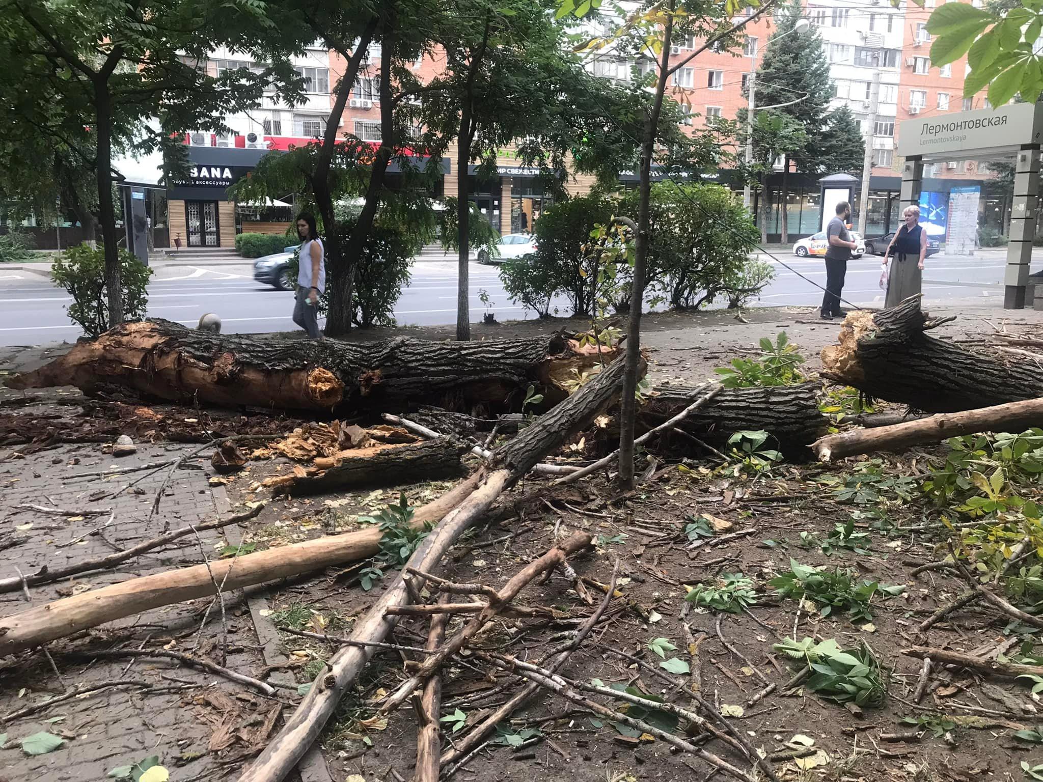Упавшее дерево. В Ростове упало дерево. Огромное упавшее дерево.