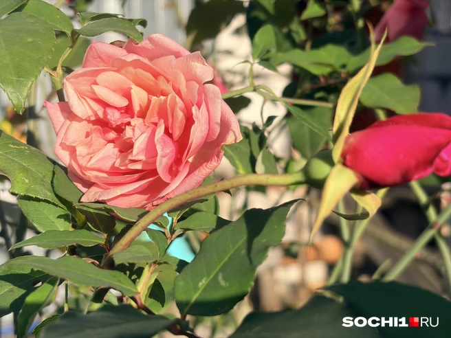Розам хорошо, когда уже нет жары  | Источник: Анна Грицевич / SOCHI1.RU