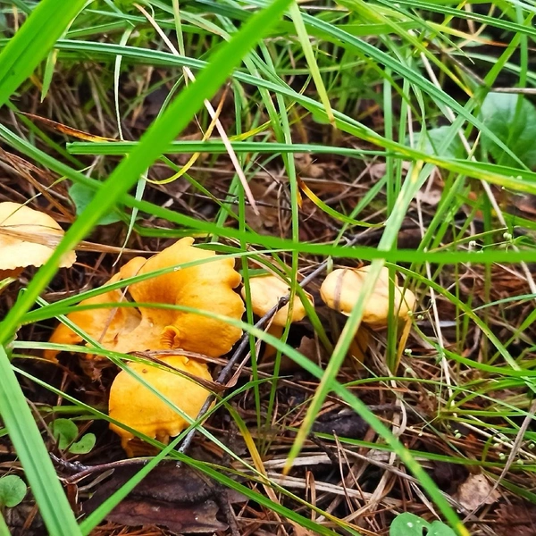 Источник: Михаил Кононов, «Уральский яжегрибник» / Vk.com 