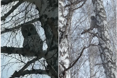 В Муромцевском районе сфотографировали «пернатую кошку»