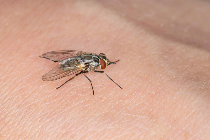Почему мухи в конце лета начинают больно жалить?
