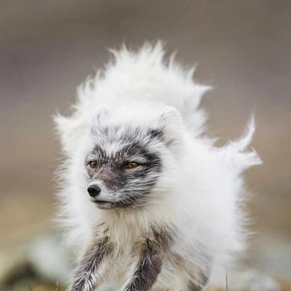 «У вас не найдется расчески?» | Источник: Kevin Morgans / Nature Photographer of the Year 2018