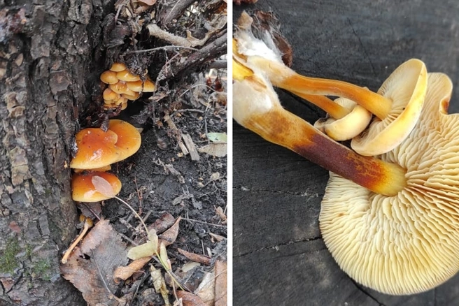 Любители тихой охоты не планируют пока завершать сезон  | Источник: Юлия Бахтина / Грибные истории / «Вконтакте»