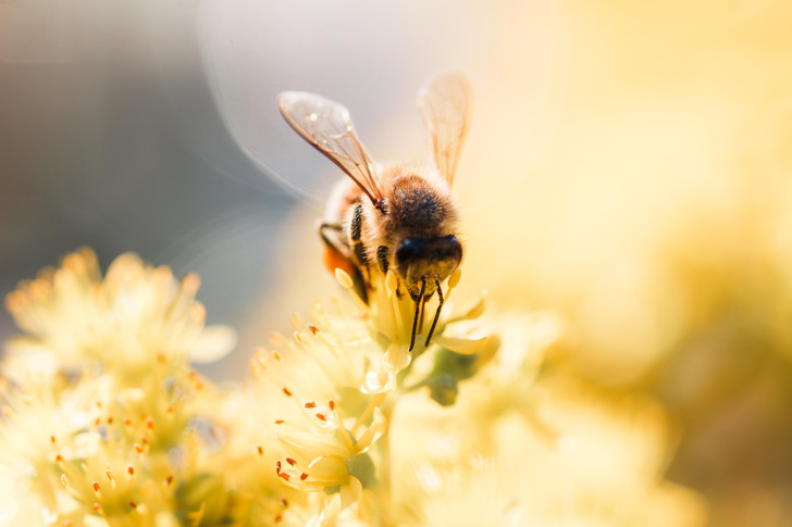 Пчелы спасут мир: рассказываем, почему так важно оберегать полосатых хранителей природы