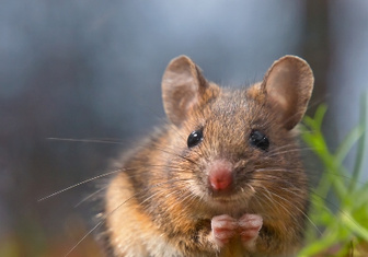 Влюбленные мыши-самцы поют самкам ультразвуковые серенады