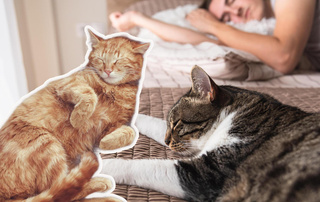 А вы и не знали: почему кошки на самом деле так много спят
