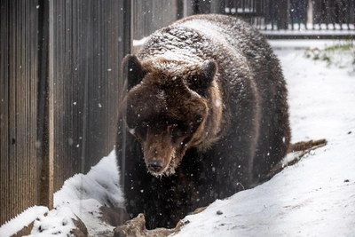 Охотники разбудили спящего медведя под Тихвином