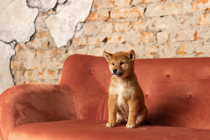 Сиба-ину | Источник: Olha Didenko/Shutterstock/Fotodom.ru