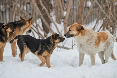 В Новосибирске за год составили 111 протоколов на владельцев собак