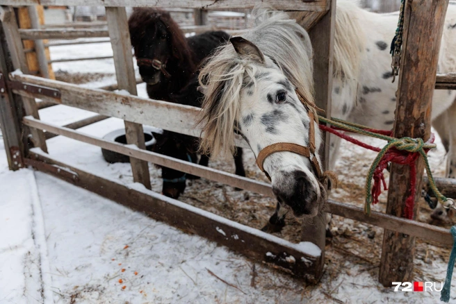 Пони гуляют в отдельном загоне. Этот беляш считает себя вожаком и настороженно относится к чужакам, особенно к мужчинам | Источник: Ирина Шарова / 72.RU